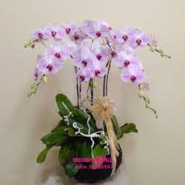 shop hoa lan ho diep quan 2